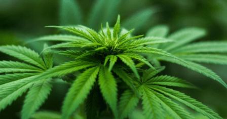 20190304-blur-cannabis-close-up-pexels-__-720x378-a.jpg